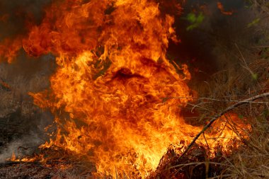 Khon Kae kırsal alanda ormandaki yakıcı yaz wildfires