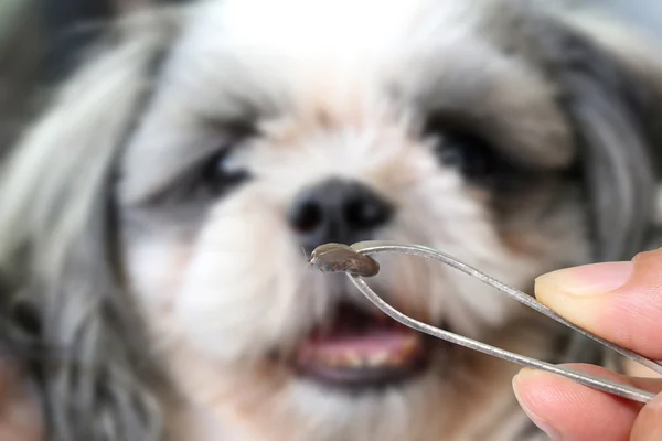 Grandi zecche di un cane . — Foto Stock