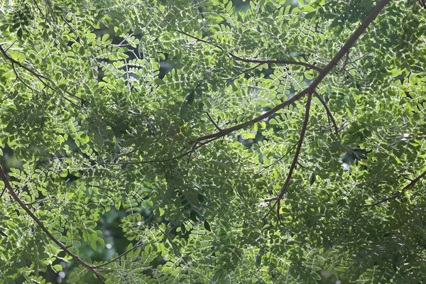 Hojas verdes y ramas de un árbol tropical . — Foto de Stock