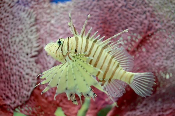 Pesce lucciola diabolico tropicale o pesce leone il nome comune sono nuoto — Foto Stock