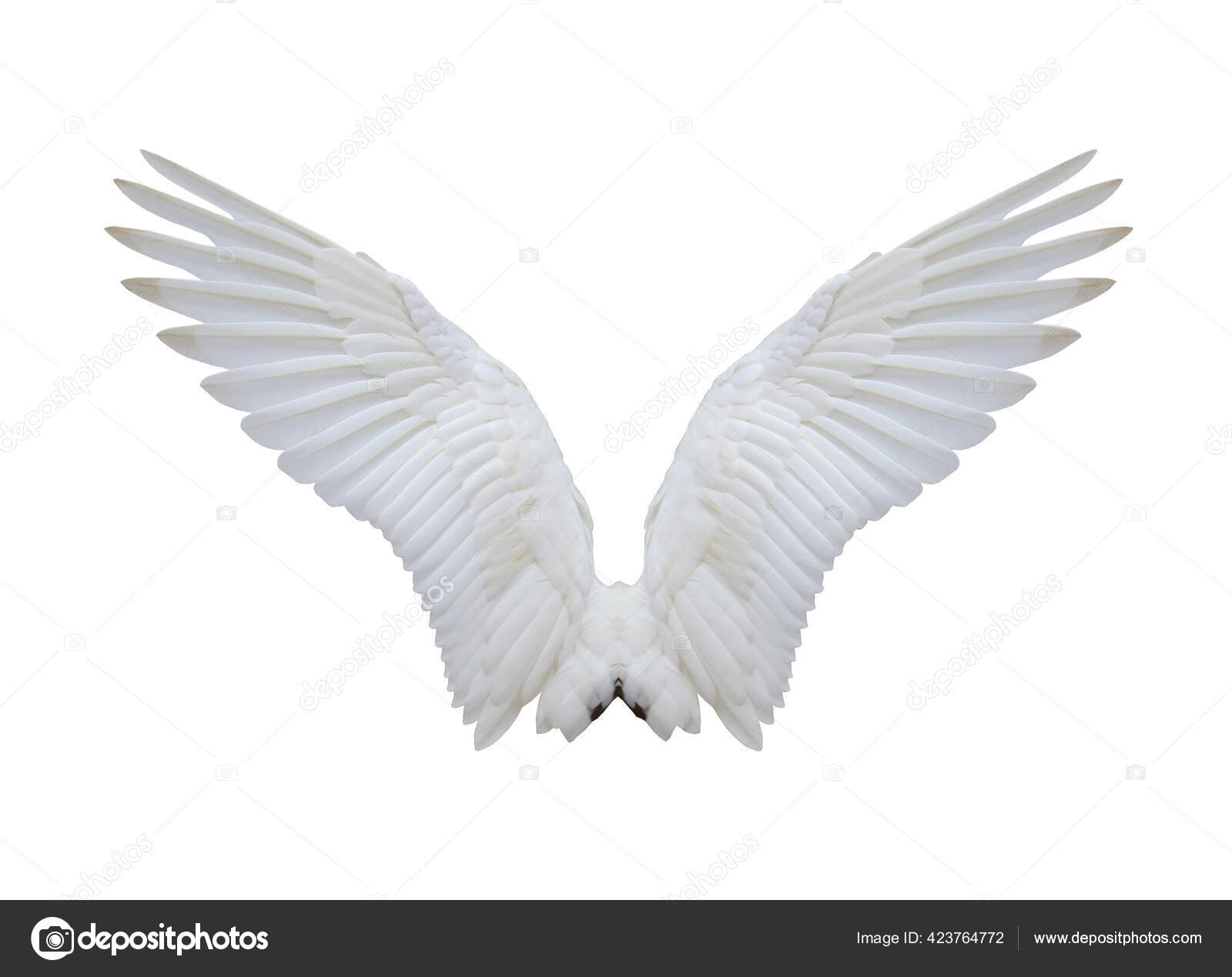 Spreading Wings Telegraph