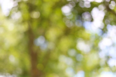 Arkaplan tasarımı için yeşil bokeh bahçe ağacı.