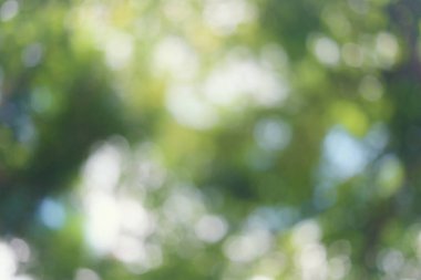 Arkaplan tasarımı için yeşil bokeh bahçe ağacı.