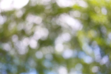 Arkaplan tasarımı için yeşil bokeh bahçe ağacı.