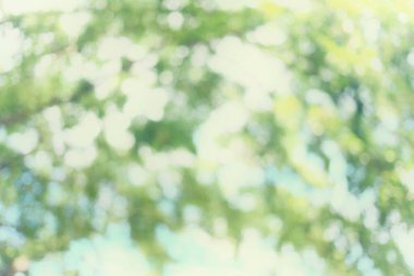 Arkaplan tasarımı için yeşil bokeh bahçe ağacı.