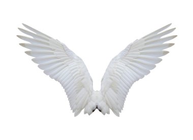 White spreading wings of swan isolated on white background and have clipping paths. clipart