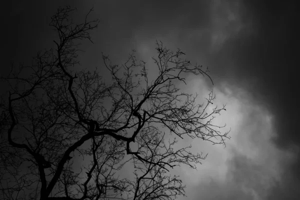 Rami Dell Albero Morto Uno Sfondo Nube Pioggia Con Hanno — Foto Stock