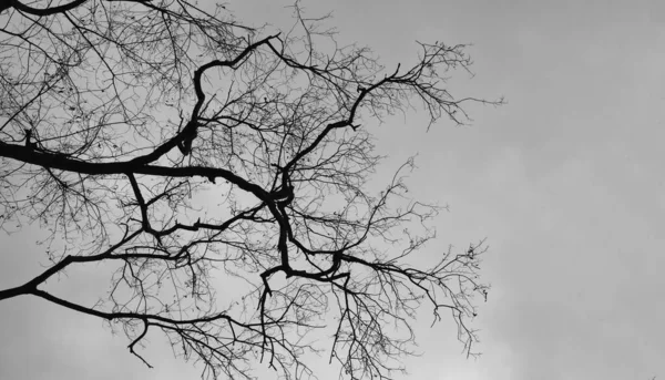 Ramos Árvore Morta Fundo Nuvem Chuva Com Ter Uma Tempestade — Fotografia de Stock