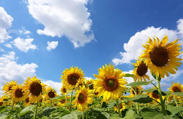 Solrosor Blommar Bula Himmel Bakgrund Och Har Kopieringsutrymme — Stockfoto