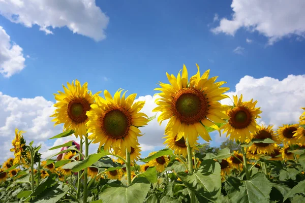 Los Girasoles Están Floreciendo Sobre Fondo Cielo Bullicioso Tienen Espacio —  Fotos de Stock