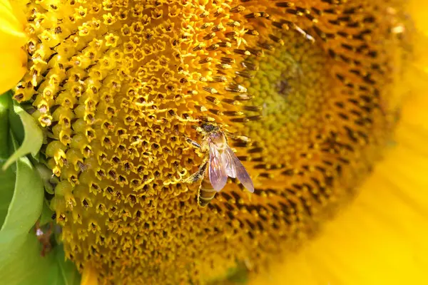 Sunflowers Blooming Bee Eating Nectar Nature Morning Sunshine — Stock Photo, Image