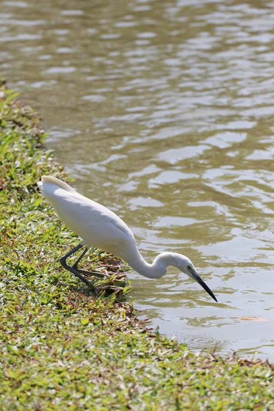 Witte Zilverreiger Pelicaanse Vogel Begint Foerageren Van Kleine Vissen Voor — Stockfoto