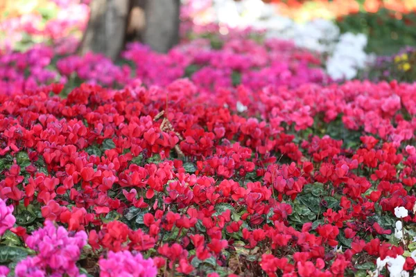 Cyclamen Bloem Bloeien Bloementuin Kleurrijke Winter Flower Mine — Stockfoto