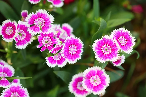 Pink Dianthus Bloom Flowers Blooming Winter — Stock Photo, Image