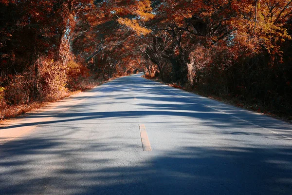 Route Rurale Avec Arbres Automne Des Deux Côtés Pendant — Photo