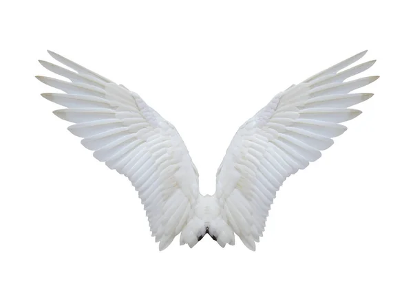 Белые Расправляющиеся Крылья Лебедя Изолированы Белом Фоне Имеют Обрезки Пути — стоковое фото