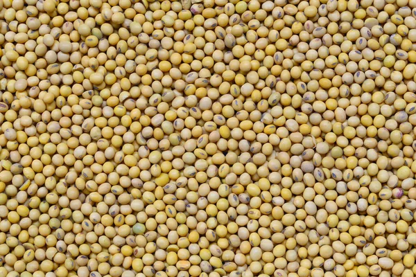 Fresh Seed Soybean Design Background Your Work — Stock Photo, Image