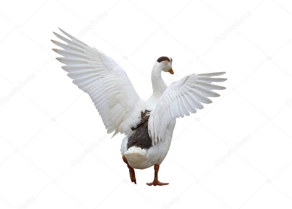 Swan is Spreading wings isolated on white background and have clipping paths.