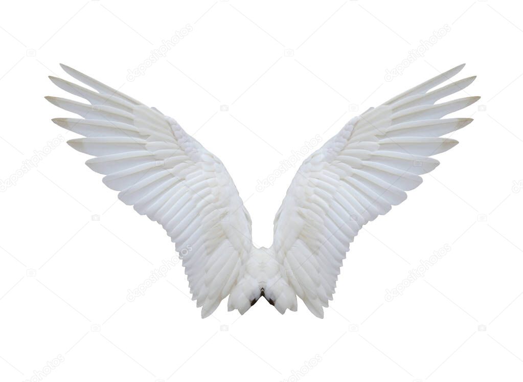 White spreading wings of swan isolated on white background and have clipping paths.