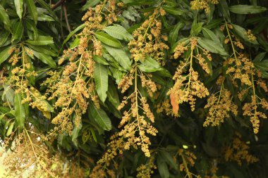 Meyve bahçesindeki ağaçlarda açan mango çiçekleri..