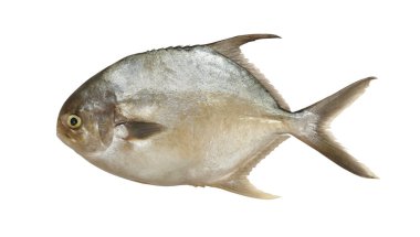 Pomfret balığı beyaz arkaplanda izole edilmiş ve büyük resimli kopyalama alanına sahip.