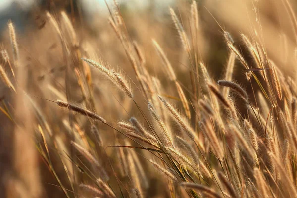 Grass Flowers Blooming Light Evening Sun Color Picture Warm Tones — Stock Photo, Image