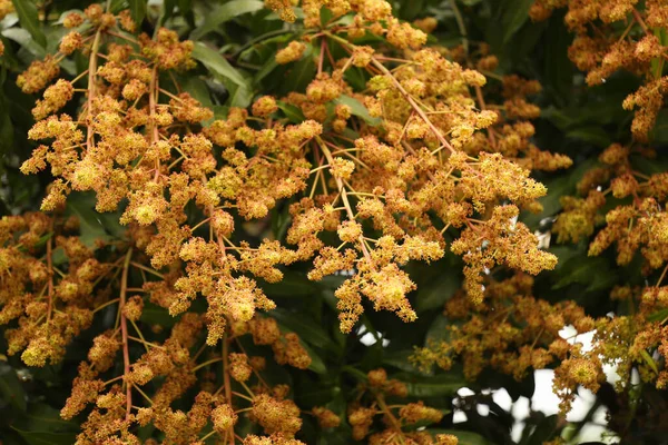 Цветение Манго Деревьях Саду — стоковое фото