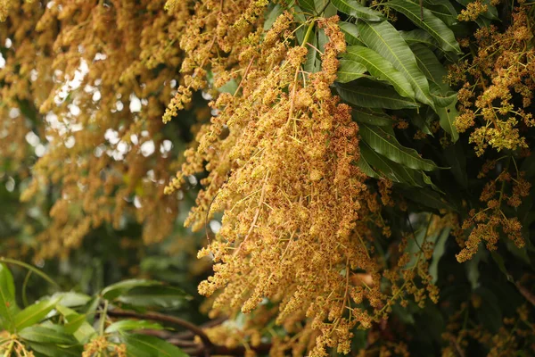 Цветение Манго Деревьях Саду — стоковое фото
