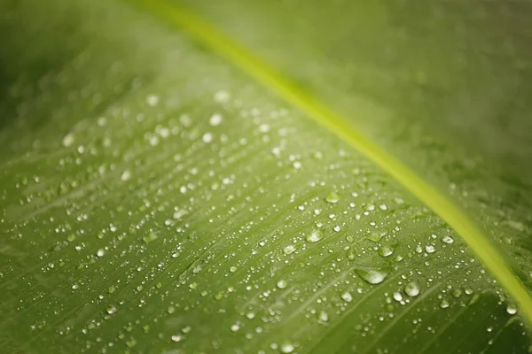 Dew on the green leaves of the banana tree,Selective focus to focus on the importance.
