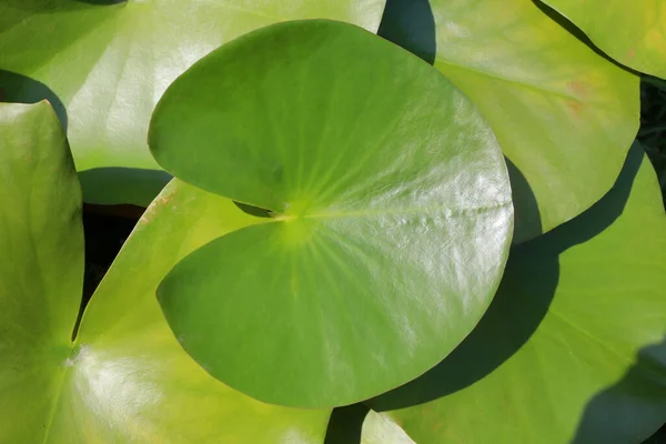 Grünes Lotusblatt Teich Bei Morgensonne — Stockfoto