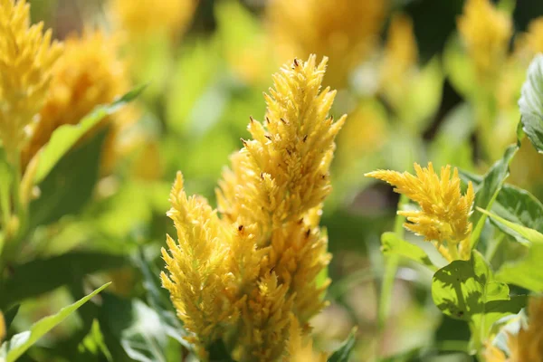 Желтый Цветок Cockscomb Цветении Утренний Солнечный Свет Цветнике — стоковое фото