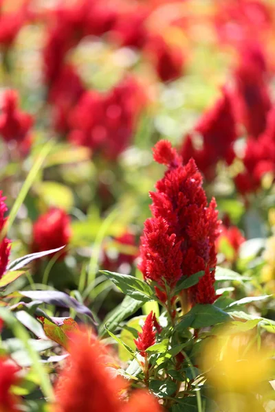 Rosso Cockscomb Fiore Fiore Sole Del Mattino Nel Giardino Fiorito — Foto Stock