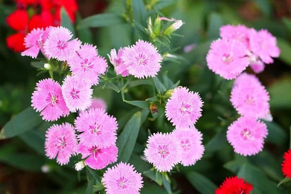 Růžový Dianthus Květu Květiny Kvetou Zimě — Stock fotografie