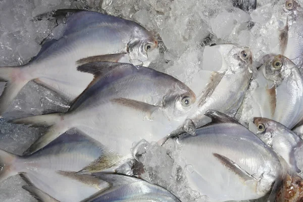 Čerstvé Silver Pomfret Ledě Trhu Potravinami Dobré Mořské Plody Ingredience — Stock fotografie