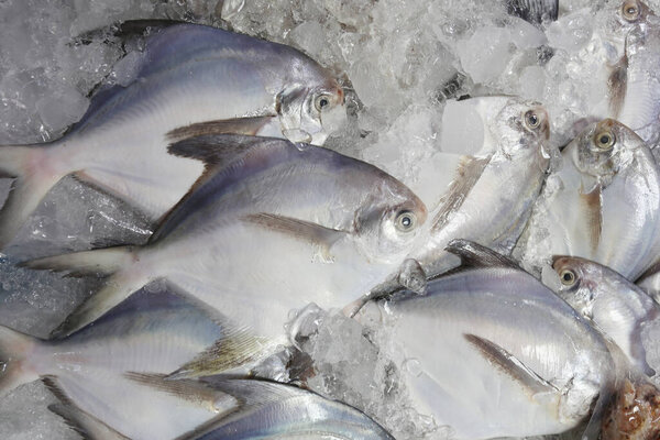 Fresh Silver Pomfret on ice in the foods market,Good Seafood ingredients.