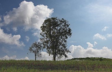 Tarlada büyük ağaç ve açık havada mavi gökyüzü arkaplanı.