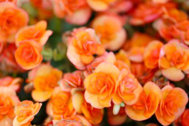 Bahçede portakal çiçekleri açıyor, kışın çiçekler açıyor..