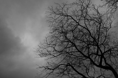 Fırtınadan önce iş konseptinde ağaç öldü..