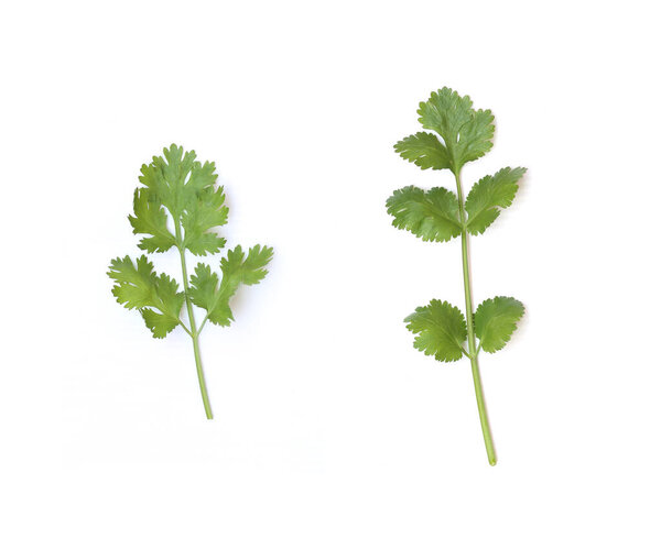 Coriander of ingredient vegetable isolated on white background for design in your work.