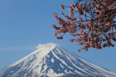 Fuji Dağı ve Sakura ağacı gün ışığında Fuji Dağı manzarası..