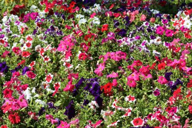 Petunya çiçeği çiçek bahçesinde açıyor, Kış çiçekleri kışın açıyor.