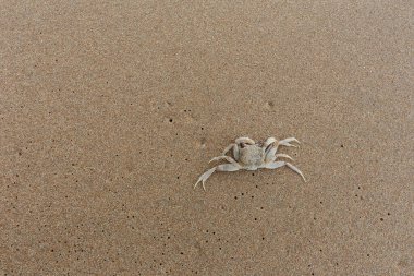 Kum zemininde ölü rüzgâr yengeci ve işinizde tasarım için kopyalama alanı.