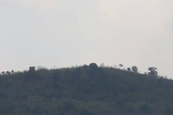 Mountain with trees on gray sky background for design in your work nature concept.