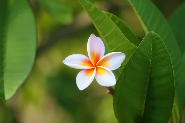 Vit Blandning Gul Plumeria Blommor Som Blommar Trädgården — Stockfoto