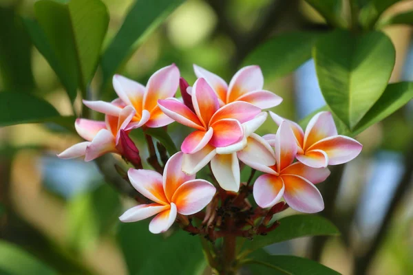 Mezcla Blanca Amarilla Flores Plumeria Que Están Floreciendo Patio Trasero —  Fotos de Stock