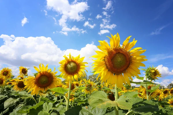 Zonnebloemen Bloeien Een Bule Hemel Achtergrond Hebben Kopieerruimte — Stockfoto