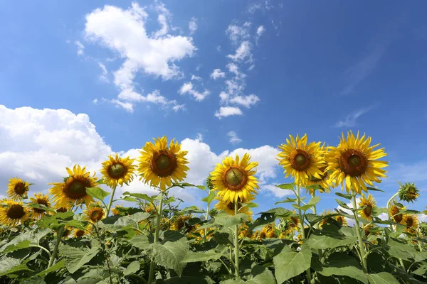 Sonnenblumen Blühen Auf Einem Bule Himmel Hintergrund Und Haben Kopierraum — Stockfoto