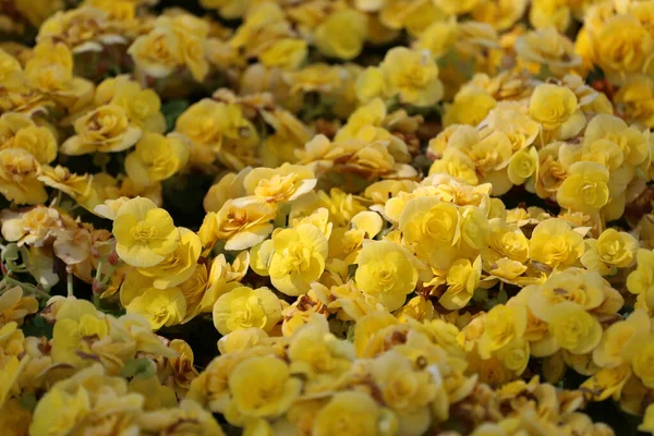 Begonia Bloem Bloeien Bloementuin Kleurrijke Winter Flower Mine — Stockfoto