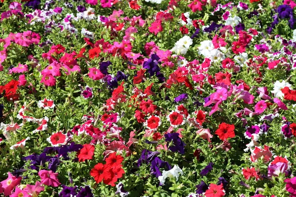 Petunienblume Blüht Blumengarten Winterblumen Blühen Winter — Stockfoto