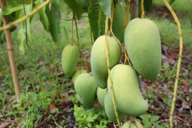 Yeşil mango, Tayland 'ın tropik bölgelerindeki meyve bahçesindeki ağaçların üzerinde olgunlaşmamıştır..